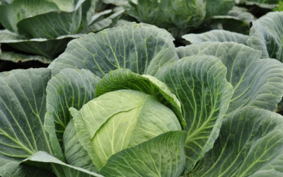 Green Chile and Cabbage Soup